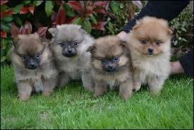 Teacup Pomeranian Pups Beschikbaar voor verkoop - 1