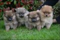 Teacup Pomeranian Pups Beschikbaar voor verkoop - 1 - Thumbnail