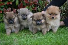 Teacup Pomeranian Pups Beschikbaar voor verkoop