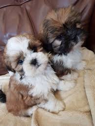 Mooie raszuivere shihtzu pups - 1