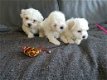 Zuivere witte Maltese puppy's - 1 - Thumbnail