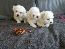 Zuivere witte Maltese puppy's