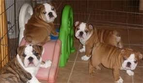 Prachtige Kc Bulldog Puppies - 1