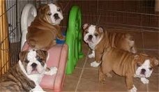 Prachtige Kc Bulldog Puppies