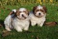 Shih tzu reutjes. Raszuiver. Ouders aanwezig. Wit/bruin/rood/zwart - 1 - Thumbnail