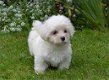 Geregistreerde Maltese puppy's - 1 - Thumbnail