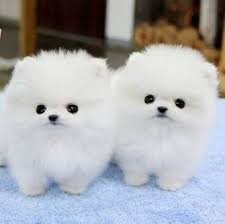 mooie Pomeranians - 1