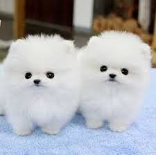 mooie Pomeranians