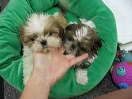 Prachtige Raszuivere Shih-tzu Pups . - 1