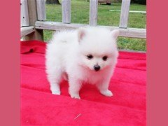 Zeer mooie Pomeranian-puppy's - 1