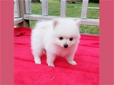 Zeer mooie Pomeranian-puppy's