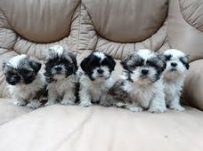 Mooie shih tzu pups