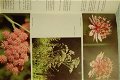 Les Fleurs de Montagne - 2 - Thumbnail