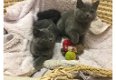 Britse korthaar kittens - 1 - Thumbnail