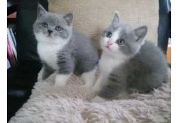 Britse kittens met kort haar - 1