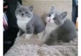 Britse kittens met kort haar - 1 - Thumbnail