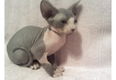 Thuis opgegroeide Sphynx-kittens - 1 - Thumbnail