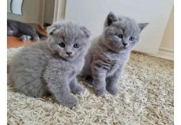 CCA heeft Britse kittens met kort haar geregistreerd - 1