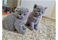 CCA heeft Britse kittens met kort haar geregistreerd - 1 - Thumbnail