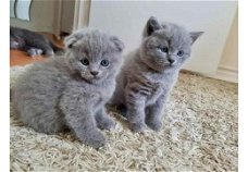 CCA heeft Britse kittens met kort haar geregistreerd