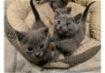 Russische blauwe kittens zijn klaar - 1 - Thumbnail