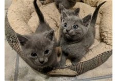 Russische blauwe kittens zijn klaar
