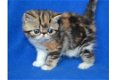 Exotische korthaar kittens - 1 - Thumbnail