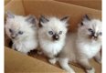 Rasechte 10 weken oude Ragdolls-kittens - 1 - Thumbnail