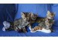 Geregistreerde Bengaalse kittens beschikbaar - 1 - Thumbnail