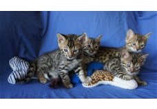 Geregistreerde Bengaalse kittens beschikbaar
