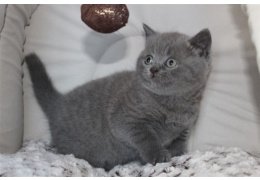 Leuke Britse blauwe korthaar kittens - 1