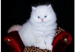 Leuke Perzische kittens momenteel beschikbaar - 1
