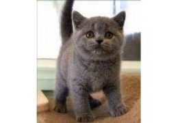 Leuke Britse blauwe korthaar kittens - 1