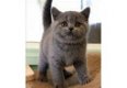 Leuke Britse blauwe korthaar kittens - 1 - Thumbnail