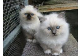 Goed uitziende mannelijke en vrouwelijke Birman-kittens - 1