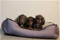 langharige teckel pups - 1 - Thumbnail