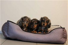 langharige teckel pups