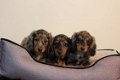 langharige teckel pups - 2 - Thumbnail