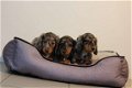 langharige teckel pups - 3 - Thumbnail