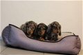 langharige teckel pups - 4 - Thumbnail