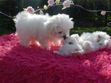 Twee koffiekopje Maltese Puppies.