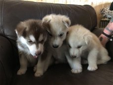 Mooie Siberische Husky pups voor adoptie.