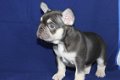 Mooie Franse Bulldog Puppies die ik geef op voor adoptie - 1 - Thumbnail