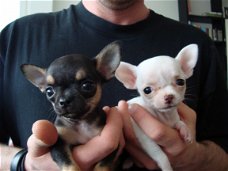 Twee Mooie Chihuahua Puppies