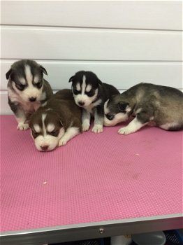 Uitstekende Siberische Husky Puppies - 1