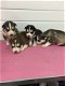 Uitstekende Siberische Husky Puppies - 1 - Thumbnail