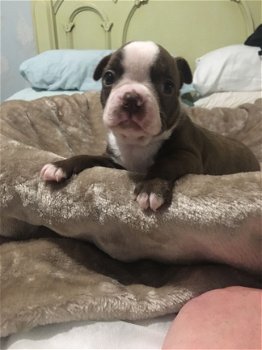 Boston Terrier pups beschikbaar - 1