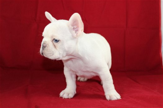 Prachtige Franse Bulldog Puppy - 1