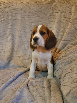 Mooie en gezonde Beagle pups beschikbaar - 1