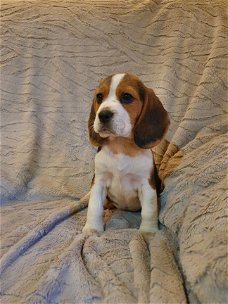 Mooie en gezonde Beagle pups beschikbaar
